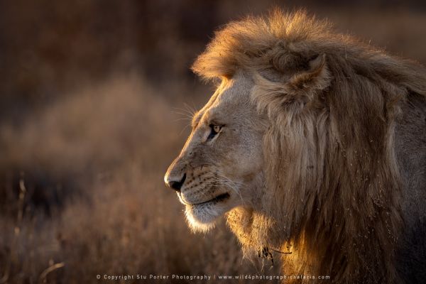 One Lion, Ndutu African Photographic tours with Stu Porter