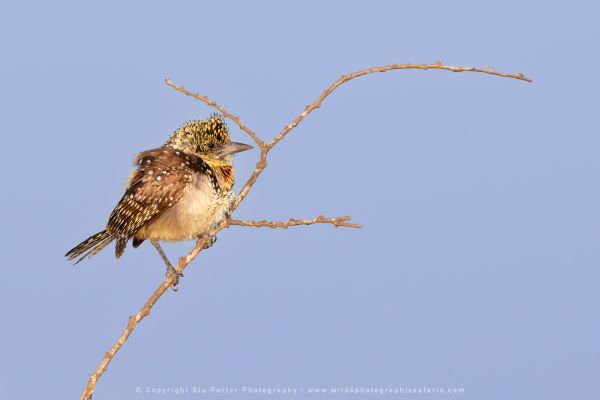 d'Arnauds Barbet, Ndutu Copyright Stu Porter Photography