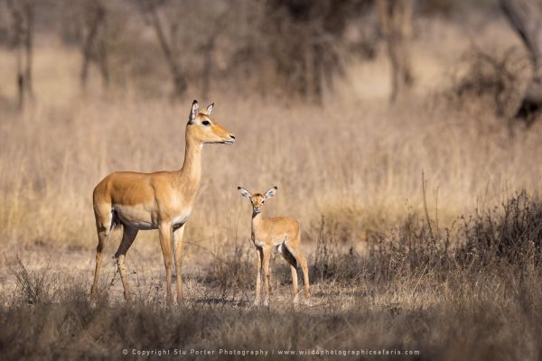 Impala, Ndutu Copyright Stu Porter Photography