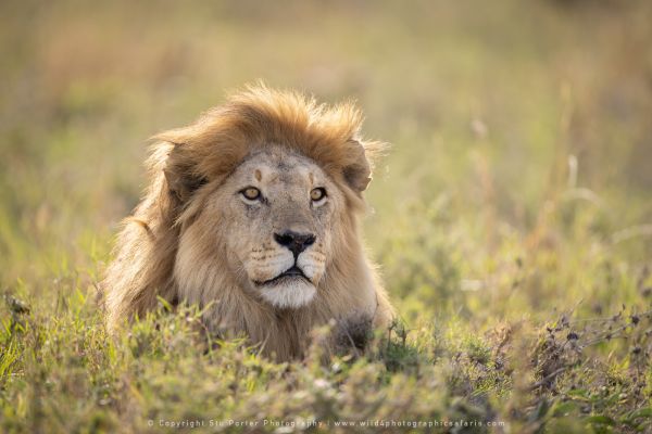 Male lion Copyright Stu Porter Photography