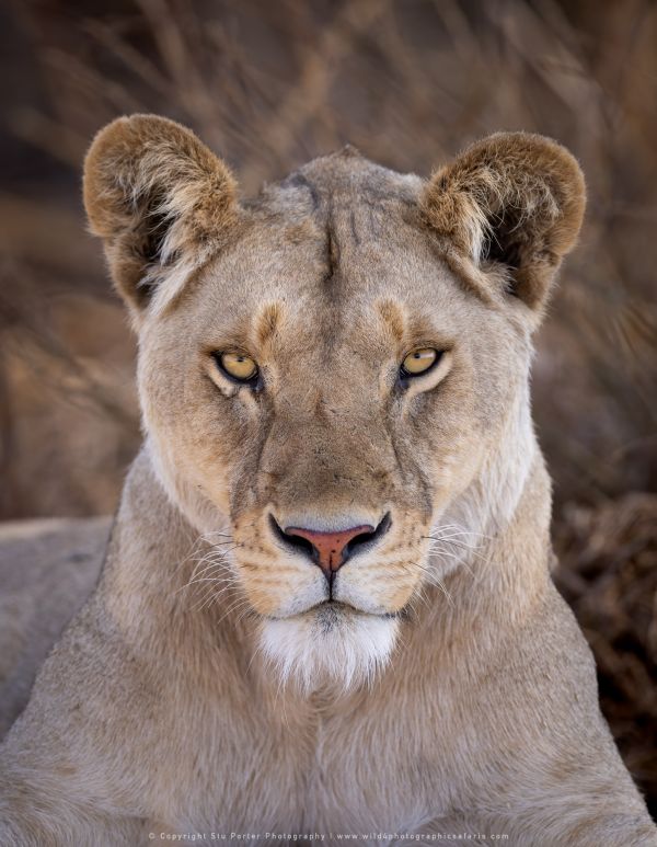 Lioness portrait, Ndutu African Photographic tours with Stu Porter