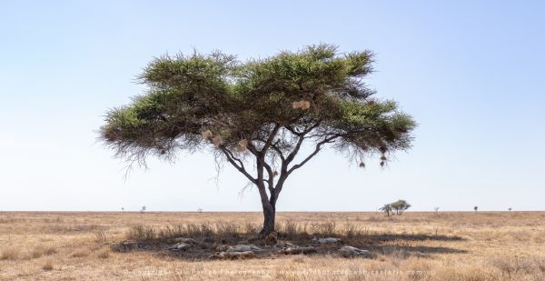 Lions under tree in shade, Ndutu Copyright Stu Porter Photography