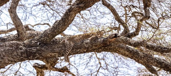 Leopard camouflage, Ndutu Wild4 African Photo safaris