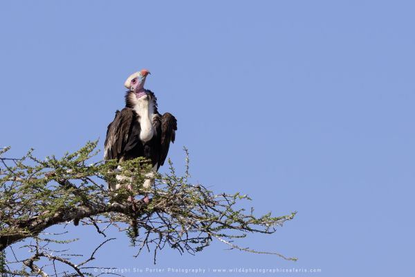 Vulture, Ndutu Wild4 African Photo safaris
