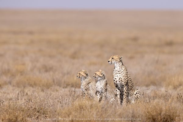 Cheeta with cubs, Ndutu African Photographic tours with Stu Porter