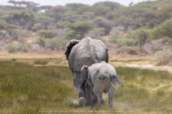 Elephants in Marsh, Ndutu Copyright Stu Porter Photography