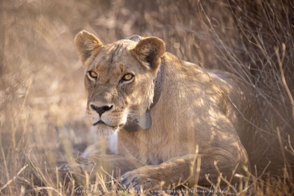 Liness with collar, Ndutu African Photographic tours with Stu Porter