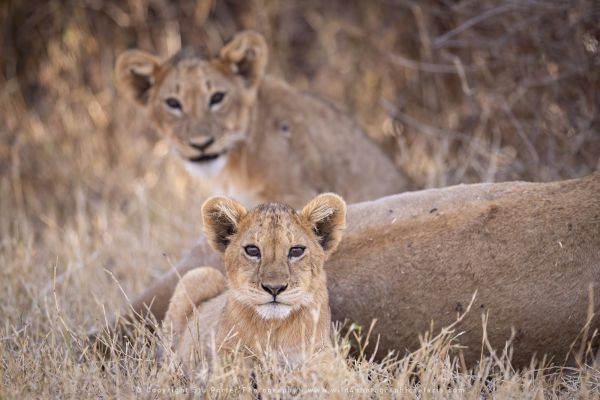 Lion cubs, Ndutu Copyright Stu Porter Photography