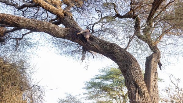Dead Cheetah in tree, Ndutu , Ndutu Copyright Stu Porter Photography