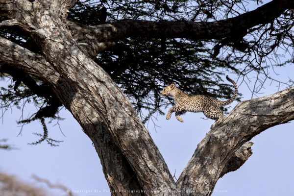 Leopard jumping African Photographic tours with Stu Porter