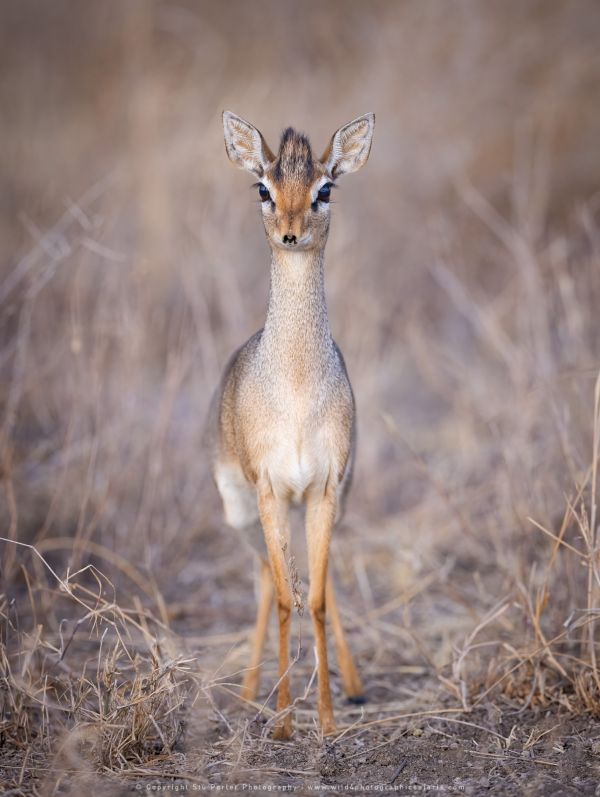 DikDik antelope, Ndutu Wild4 African Photo safaris