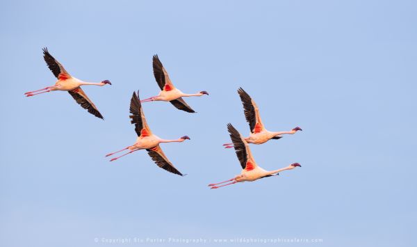 Flamingos flying, Ndutu African Photographic tours with Stu Porter
