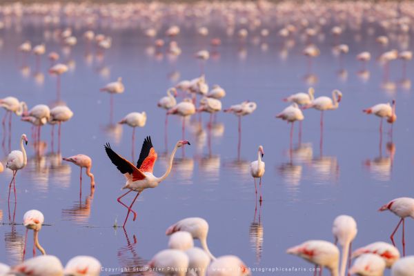 Flamingos, Ndutu  Copyright Stu Porter Photography