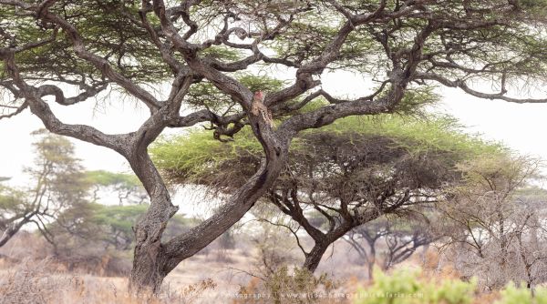 Dead Cheetah in a tree killed by a Leopard, Ndutu Wild4 African Photo safaris