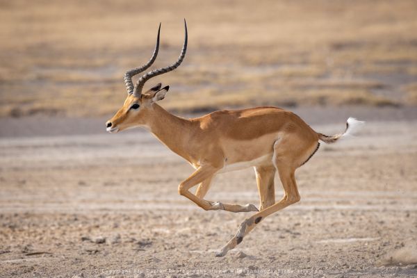 Impala running, Ndutu African Photographic tours with Stu Porter