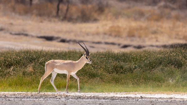 Grant's Gazelle, Ndutu Wild4 African Photo safaris