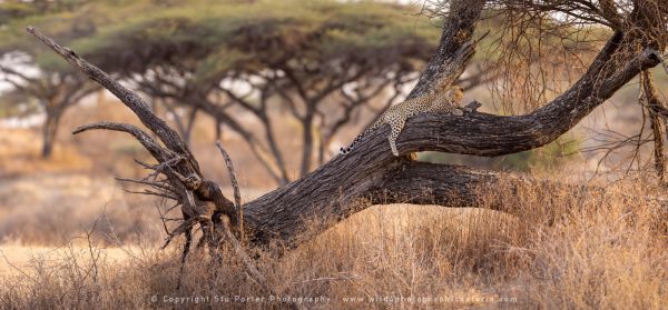 Leopard on tree, Ndutu Copyright Stu Porter Photography