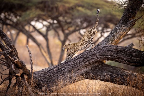Leopard stretching, Ndutu Wild4 African Photo safaris