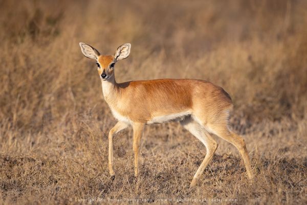 Steenbok , Ndutu Copyright Stu Porter Photography