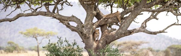 Lions in tree Wild4 African Photo safaris