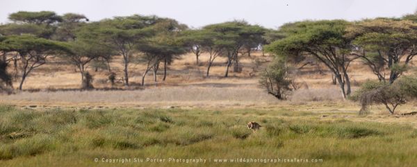 Lion in Marsh , Ndutu Wild4 African Photo safaris