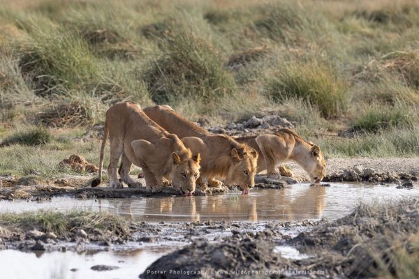 Lions drinking, Ndutu Wild4 African Photo safaris