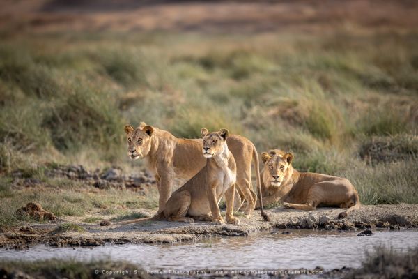 Lions, Ndutu African Photographic tours with Stu Porter