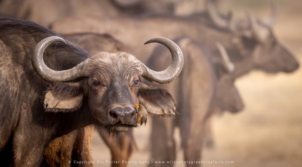 Buffalo, Ndutu Copyright Stu Porter Photography