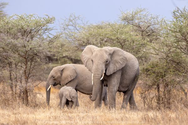 Elephants, Ndutu Copyright Stu Porter Photography