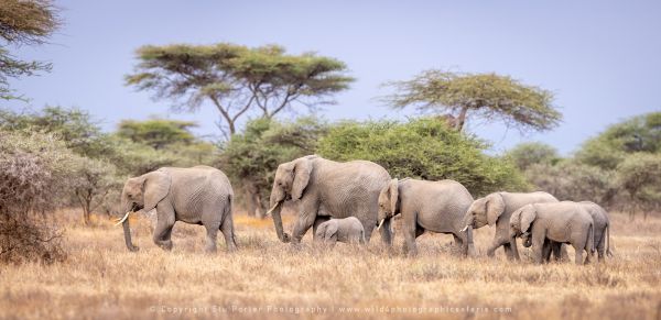 Elephants, Ndutu Copyright Stu Porter Photography