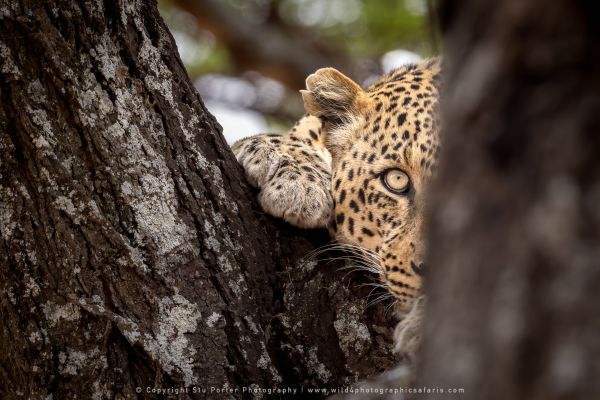 Shy male Leopard, Ndutu African Photographic tours with Stu Porter