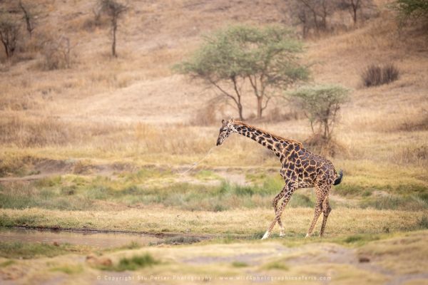 Giraffe drinking, Ndutu Wild4 African Photo safaris