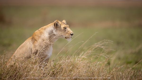 Lioness Serengeti Wild4 African Photo safaris