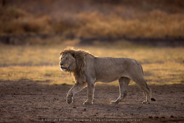 Male Lion, Ndutu Wild4 African Photo safaris