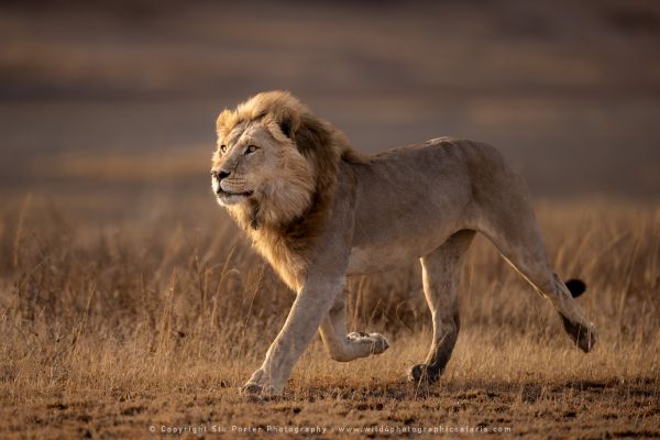 Male Lion running, Ndutu African Photographic tours with Stu Porter