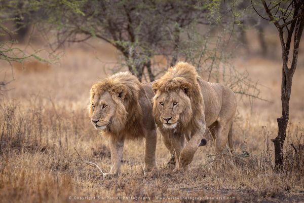 Male Lions, Ndutu Copyright Stu Porter Photography