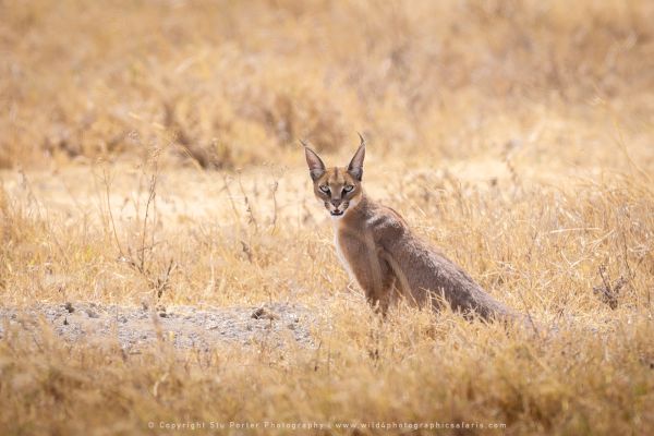 Caracal at Ngorongoro Crater, Tanzania African Photographic tours with Stu Porter