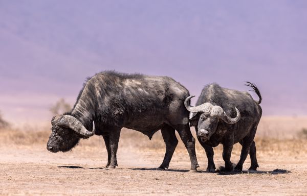 Two buffalo Ngorongoro Crater, Tanzania 