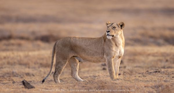 Lioness Ngorongoro Crater, Tanzania African Photographic tours with Stu Porter