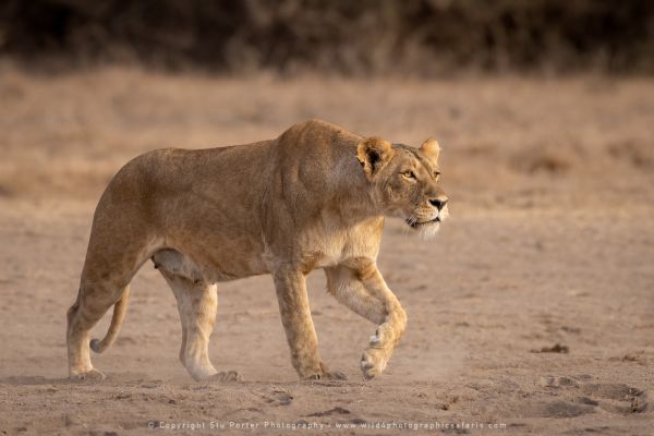 Lioness stalking in the Ngorongoro Crater, Tanzania Copyright Stu Porter Photography
