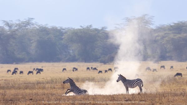 Zebra dust bathing Ngorongoro Crater, Tanzania Wild4 African Photo safaris