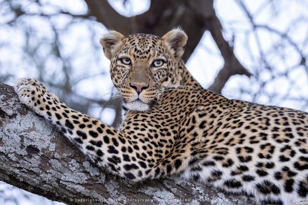 Leopard Sereengeti Copyright Stu Porter Photography