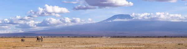 Amboseli Mount Kilimanjaro Copyright Stu Porter Photography