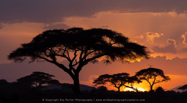 Sunset at Amboseli, Kenya Wild4 African Photo safaris