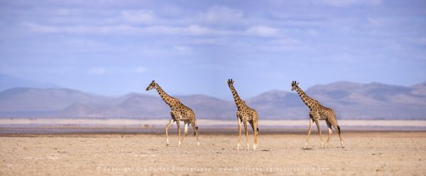 Three Giraffe on the dry lake Amboseli, Kenya African Copyright Stu Porter Photography