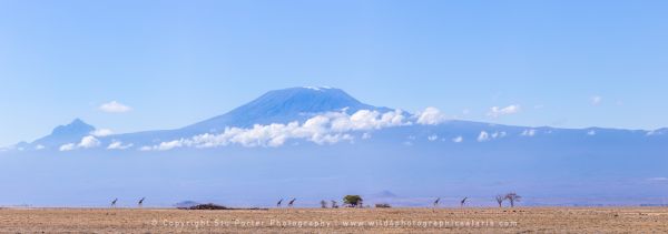 Giraffe at Mount Kilimanjaro Amboseli, Kenya African Copyright Stu Porter Photography