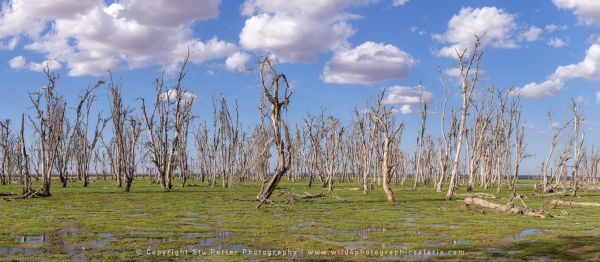 Dead trees Amboseli, Kenya African Photographic tours with Stu Porter