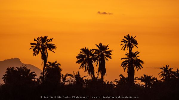 Palm Trees Amboseli, Kenya African Wild4 African Photo safaris