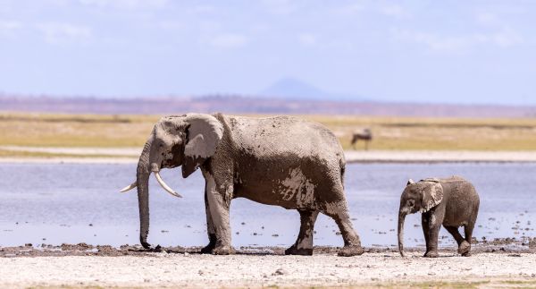 Elephant with funny tusk Amboseli, Kenya African African Photographic tours with Stu Porter