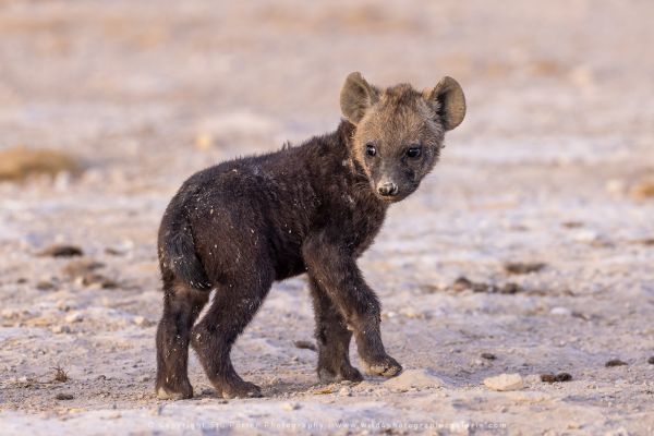 Baby Spotted hyaena Wild4 African Photo safaris
